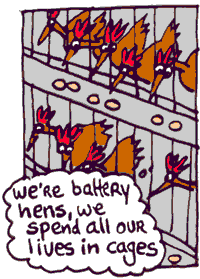 battery hens