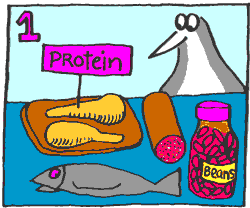 protein