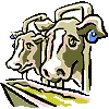 poor cows
