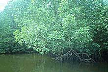 mangrove trees [3]