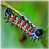 Image: Pius Mahimbi https://www.flickr.com/photos/pius_mahimbi/