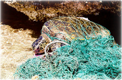 Entangled green sea turtle