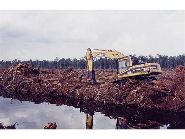 Rainforest destruction, Indonesia, causes major pollution [Rainforest Action Network]