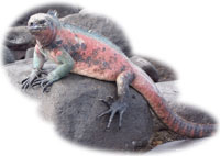 Marine iguana sunbathing on a warm rock