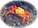 tiny_crab