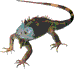 tiny_iguana